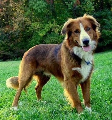 List of Medium-Sized Dog Breeds with Pictures | 101DogBreeds.com