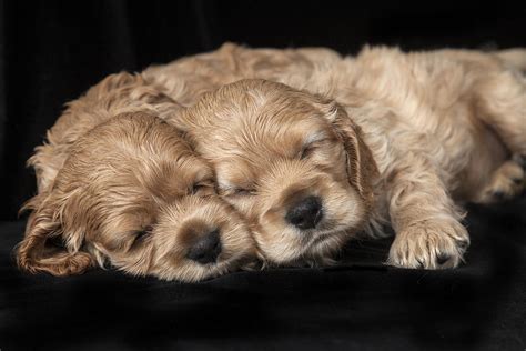 Sleeping cocker spaniel puppies Photograph by Jim Zuckerman - Fine Art America