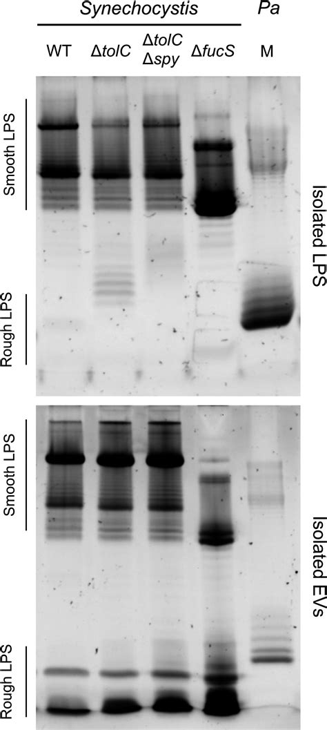 Novel Protein Carrier System Based On Cyanobacterial Nanosized