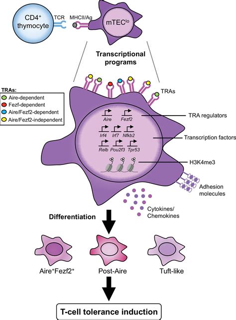 Figures And Data In Thymocytes Trigger Self Antigen Controlling