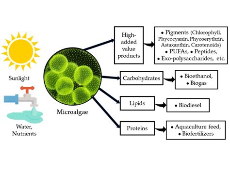 Microalgae