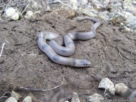 Western Groundsnake Sonora Semiannulata