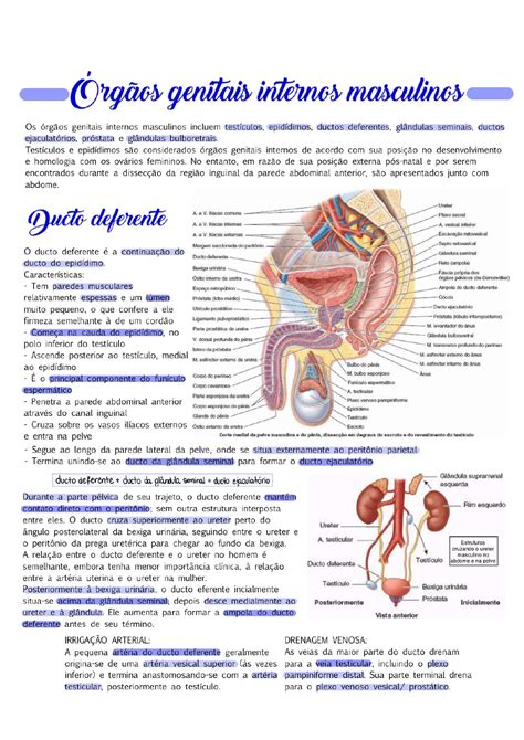 Mapa Conceitual гіrgгјo Genital Masculino Sistema Genital Mas NBKomputer