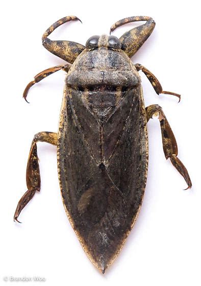 Lethocerus Medius Bugguide Net