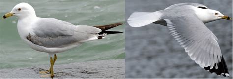 Types Of Gulls And Terns Found In Alberta Bird Watching Hq