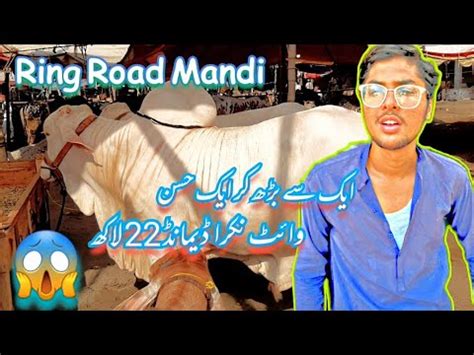 Peshawer Ring Road Mandi 2023 Vip Bachry Prices Update Maweshi Mandi