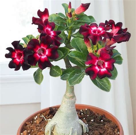 Adenium obesum Rose du désert Bonsaï enraciné Rouge et rose rose Fleurs