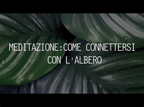 Alberologia Pranica Meditazione Come Connettersi Con L Albero YouTube