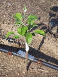 Learn How You Can Grow Your Own Apple Trees From Seeds Home Design