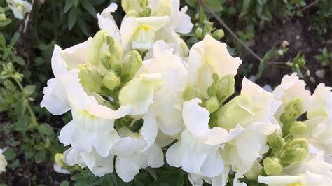 Descubre Las Características Y Cuidados Del Antirrhinum Majus O Boca De