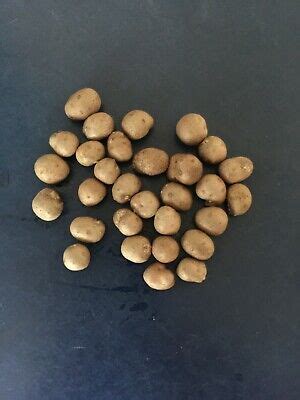 Dioscorea Japonica Japanese Yam Chinese Yam Bean Seeds Beans