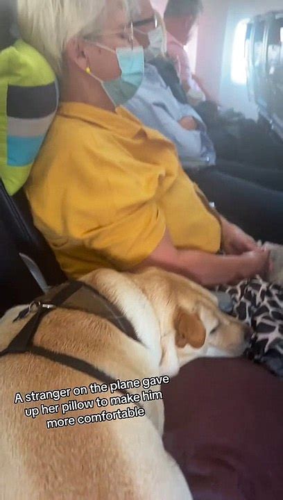 El Mejor Amigo De Todos Perrito Viajando En Un Avi N Con Una