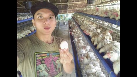 Collecting Chicken Eggs Poultry Farming Business In The Philippines Youtube