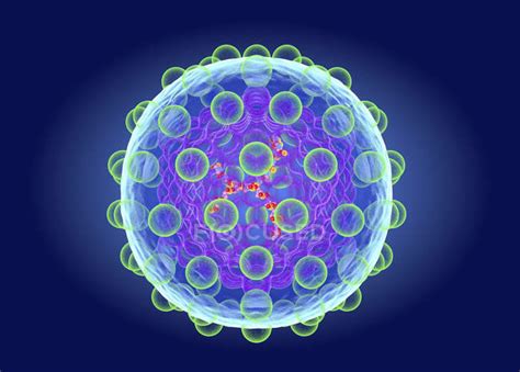 Hepatitis C Virus Structure Digital Illustration — Medical Medicine