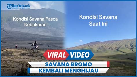 Viral Penampakan Savana Bromo Kembali Menghijau Usai Kebakaran Kawasan