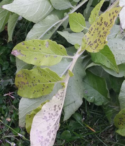 Is This Potato Blight Bbc Gardeners World Magazine