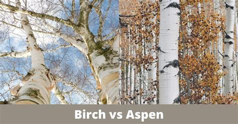 Birch Vs Aspen A Comparison Of Two Popular Tree Species Updated