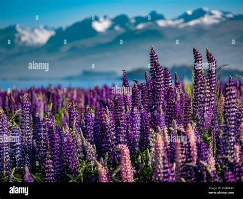 Lupins On The Shore Of Lake Tekapo South Island New Zealand Stock