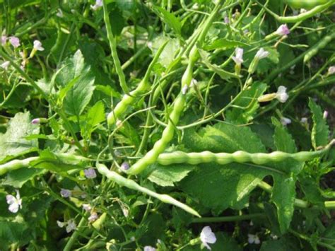 Rat Tail Radish SEED Raphanus Caudatus Non GMO Etsy