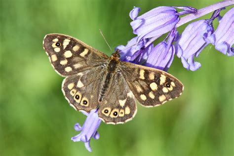 Butterfly Photo Gallery Butterfly Photographs Taken In An English