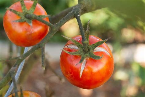 Causes White Spots In Tomatoes