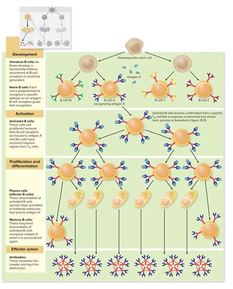 Clonal Selection And Expansion During Antibody Response Biochemistry Notes Immunology Biology