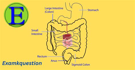 Digestive System In Hindi पचन ततर कय ह समझइए Best