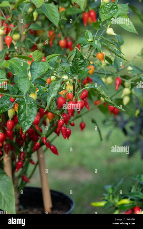 Capsicum Biquinho Red Hi Res Stock Photography And Images Alamy