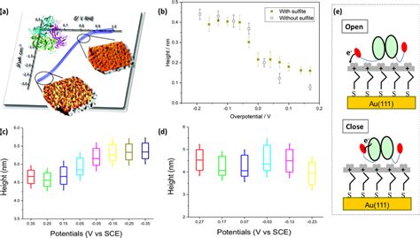 A Voltammetry And Insitu Scanning Tunneling Microscopy STM Of