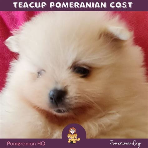 What is the Price of Teacup Pomeranian Puppies? Teacup Pomeranian Cost