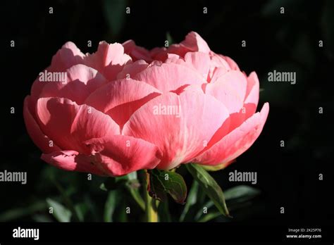 Blooming Peony Low Key Stock Photo Alamy