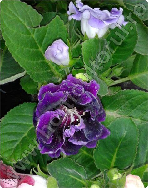 How To Plant Grow And Care For Gloxinia Flowering Plants Artofit