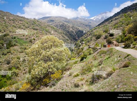 Landscape Of The River Rio Poqueira Gorge Valley High Alpujarras