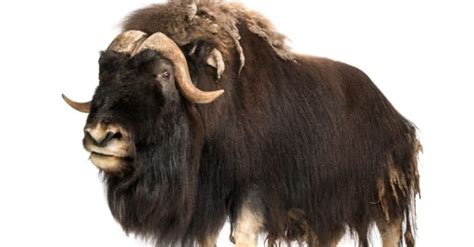 Muskox A Z Animals