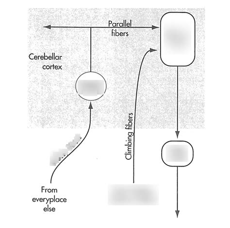 Cerebellum Pathway Label Diagram Quizlet