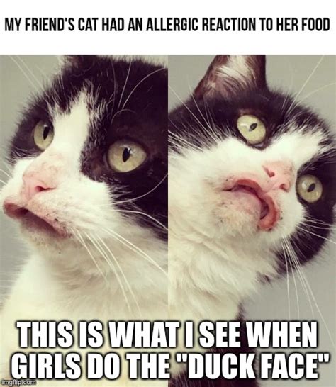 Cat With Lips Meme | Sitelip.org