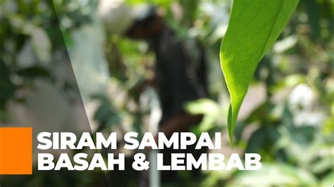 Cara Budidaya Jambu Madu Deli Tips Dan Teknik Penyiraman Tabulampot