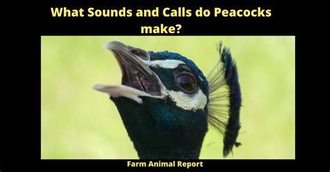 27 Peacock Sounds What Sound Does A Peacock Make 2024