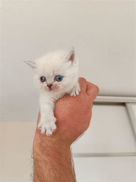 Bluepoint British Shorthair Yavru Kediler Petcim