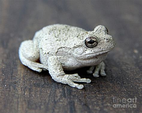 Eastern Gray Tree Frog Photograph By Scott D Van Osdol Fine Art America