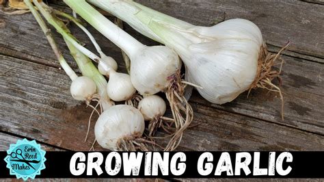 How To Grow Garlic From Bulb To Harvest Youtube