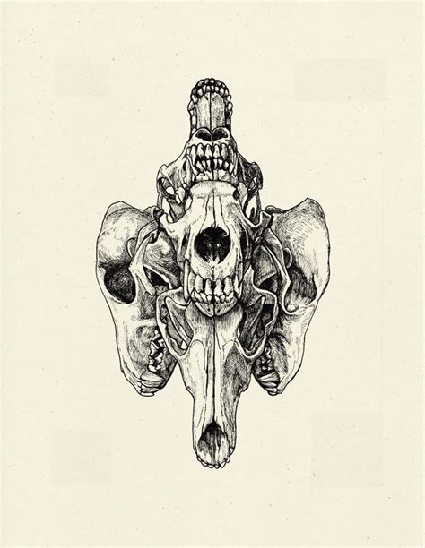 Coyote Skull Drawing