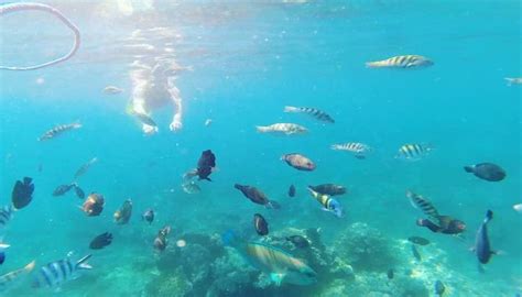 Bali Snorkeling Labuhan Amuk Big Discount Wa