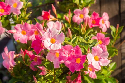 27 How To Propagate A Mandevilla NudaTahany