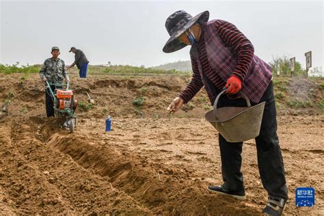 山东泰安：黄精产业富农家时图图片频道云南网