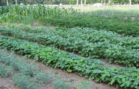 How To Start Vegetable Garden In 10 Easy Steps Gardenfrontier