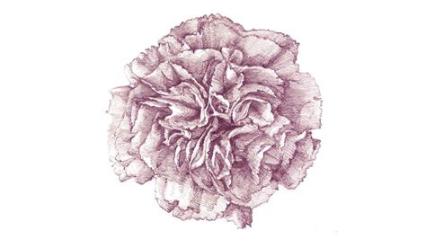 Pink Carnation Drawing at GetDrawings | Free download