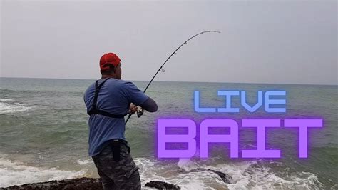 Live Bait Vs Lures Vs Dead Bait Winner Surf Fishing Colombo