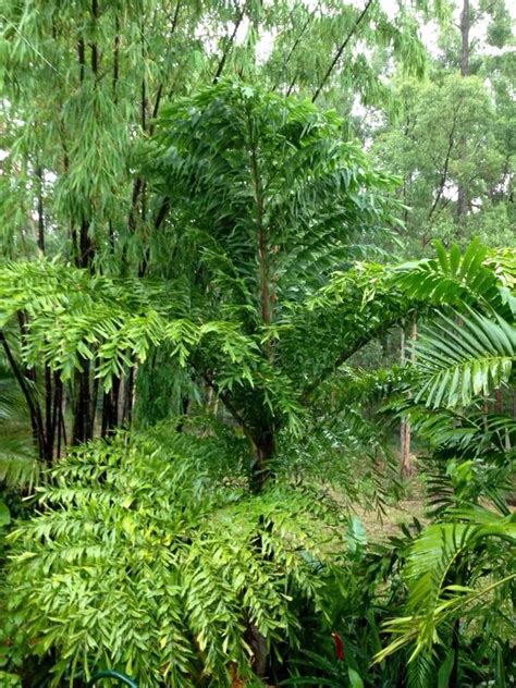 Fishtail Palm | Indoor tree plants, Outdoor gardens design, Garden ...