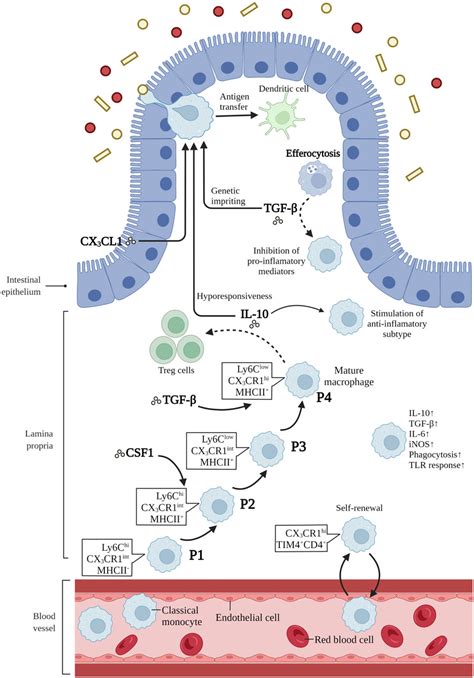 Frontiers The Role Of Tissue Resident Macrophages In The Development And Treatment Of